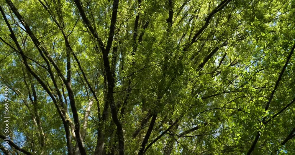 Ginkgo biloba, commonly known as ginkgo or gingko or maidenhair tree. Ginkgo biloba, commonly known as ginkgo or gingko or maidenhair tree.
