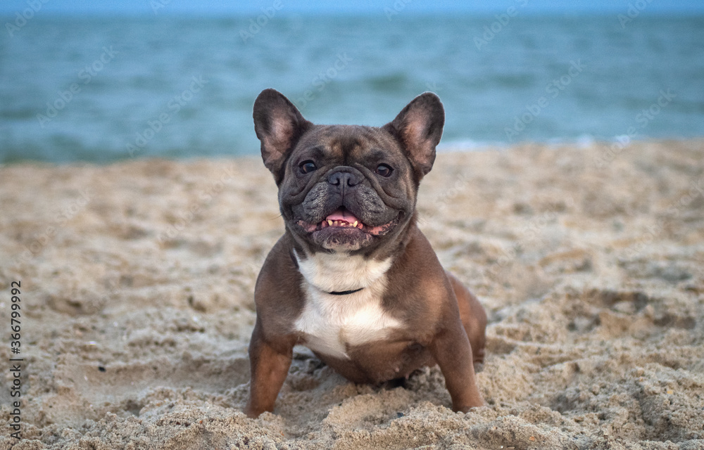 French Bulldog sits on the sand on the beach in the evening. Traveling with pets
