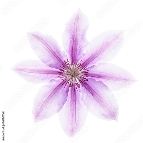 Clematis flower isolated on white