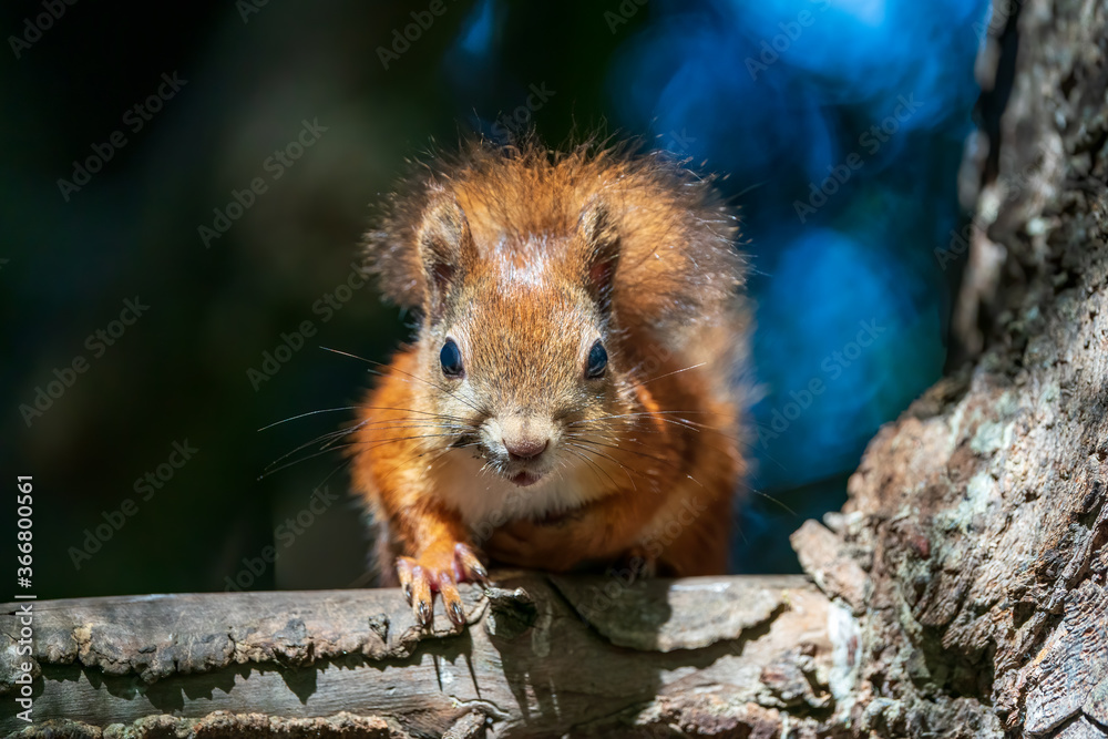 Cute squirrel is watching you Cute squirrel is watching you