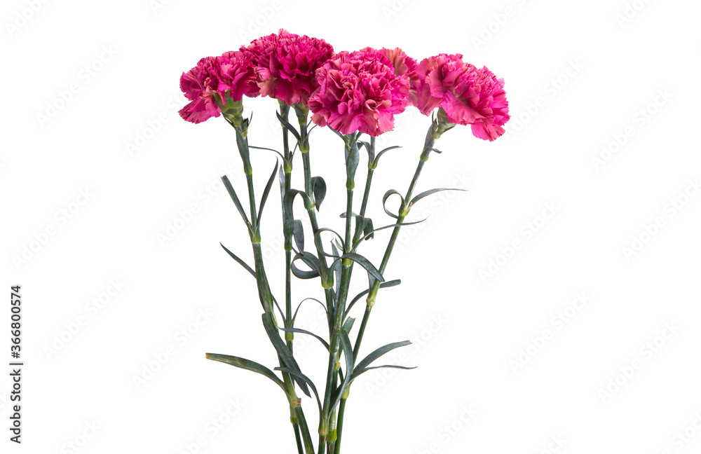 beautiful carnation isolated beautiful carnation isolated