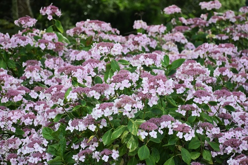 Double flowered Hortensia or Hydrangea  Macrophylla flowers, in the garden.