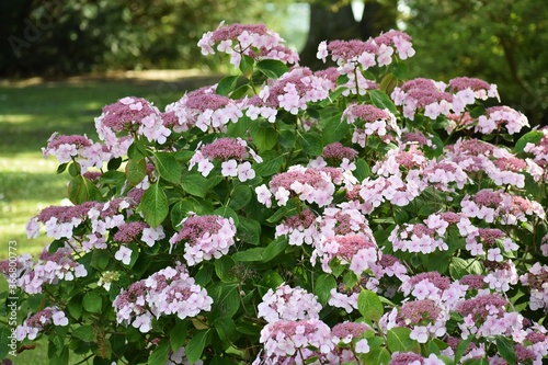 Konstfotografi Double flowered Hortensia or Hydrangea  Macrophylla flowers, in the garden