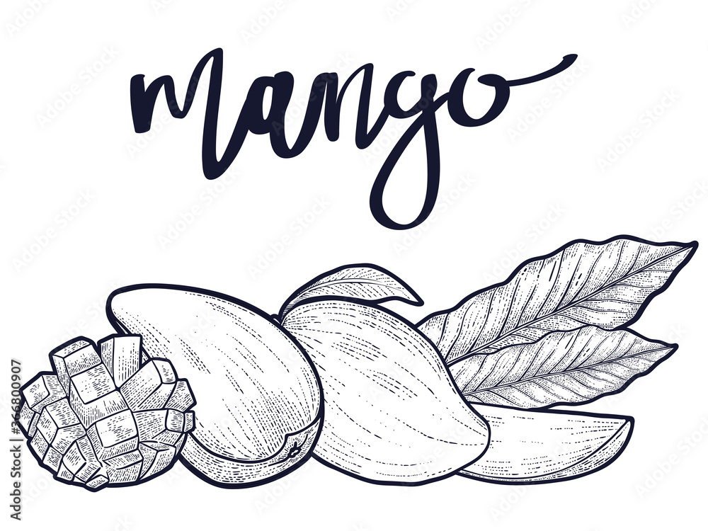 hand drawn mango set, vector hand drawn mango set, vector