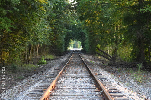 Railroad - Train Tracks Leading into Forest