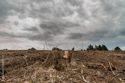 A stump after deforestation on fertile soil, gray clouds, aligned in the center.