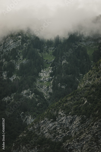 View of fog covered spruce forest in Triglav National park in Julian Alps  Slovenia  during summer.