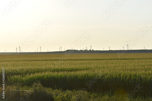 Wind Turbines in Cornfield at Sunset