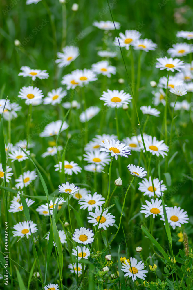 Fototapeta premium Leucanthemum vulgare meadows wild oxeye daisy flowers with white petals and yellow center in bloom, flowering beautiful plants