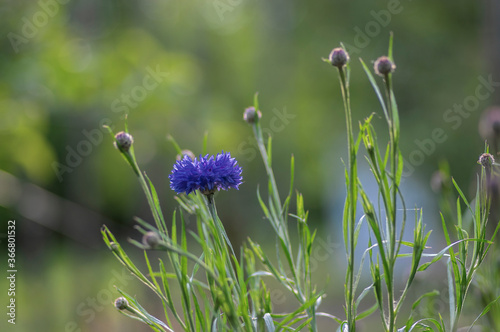 Centaurea cyanus blue cultivated flowering plant in the garden, group of beautiful cornflowers flowers in bloom photo