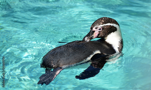 penguin swimming in the water