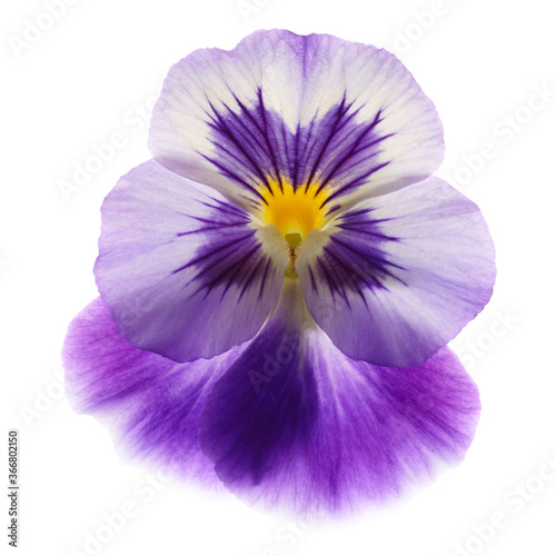 Violet flower isolated on white background