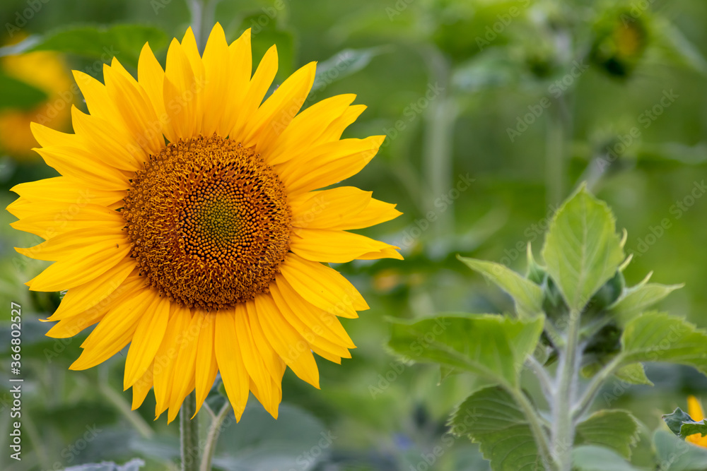 Sustainable agriculture field of sunflowers in summer shows a blooming mono culture of plantation growing as organic food and beautiful meadow for bees and honey production Sustainable agriculture field of sunflowers in summer shows a blooming mono culture of plantation growing as organic food and beautiful meadow for bees and honey production