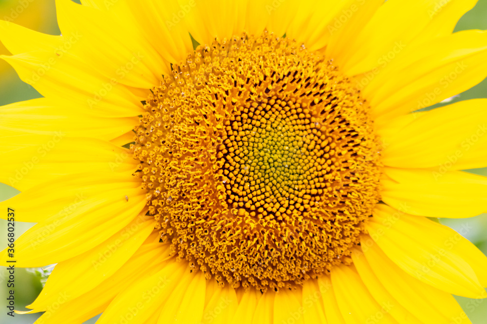 Sustainable agriculture field of sunflowers in summer shows a blooming mono culture of plantation growing as organic food and beautiful meadow for bees and honey production Sustainable agriculture field of sunflowers in summer shows a blooming mono culture of plantation growing as organic food and beautiful meadow for bees and honey production