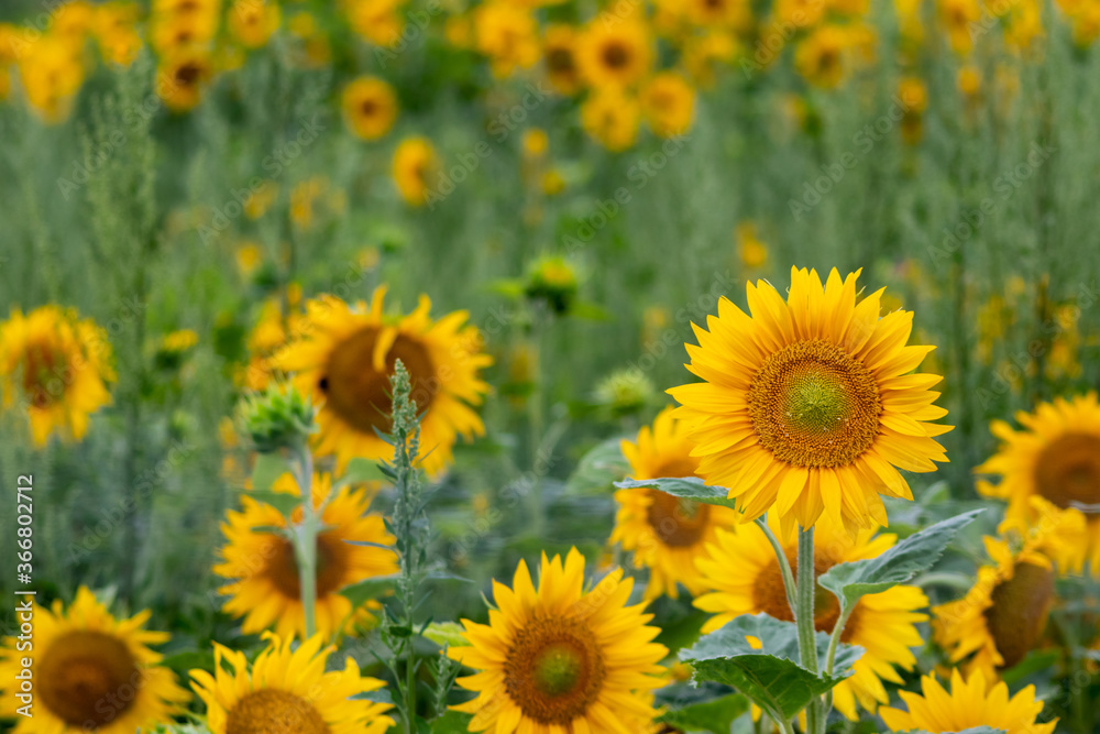 Sustainable agriculture field of sunflowers in summer shows a blooming mono culture of plantation growing as organic food and beautiful meadow for bees and honey production Sustainable agriculture field of sunflowers in summer shows a blooming mono culture of plantation growing as organic food and beautiful meadow for bees and honey production