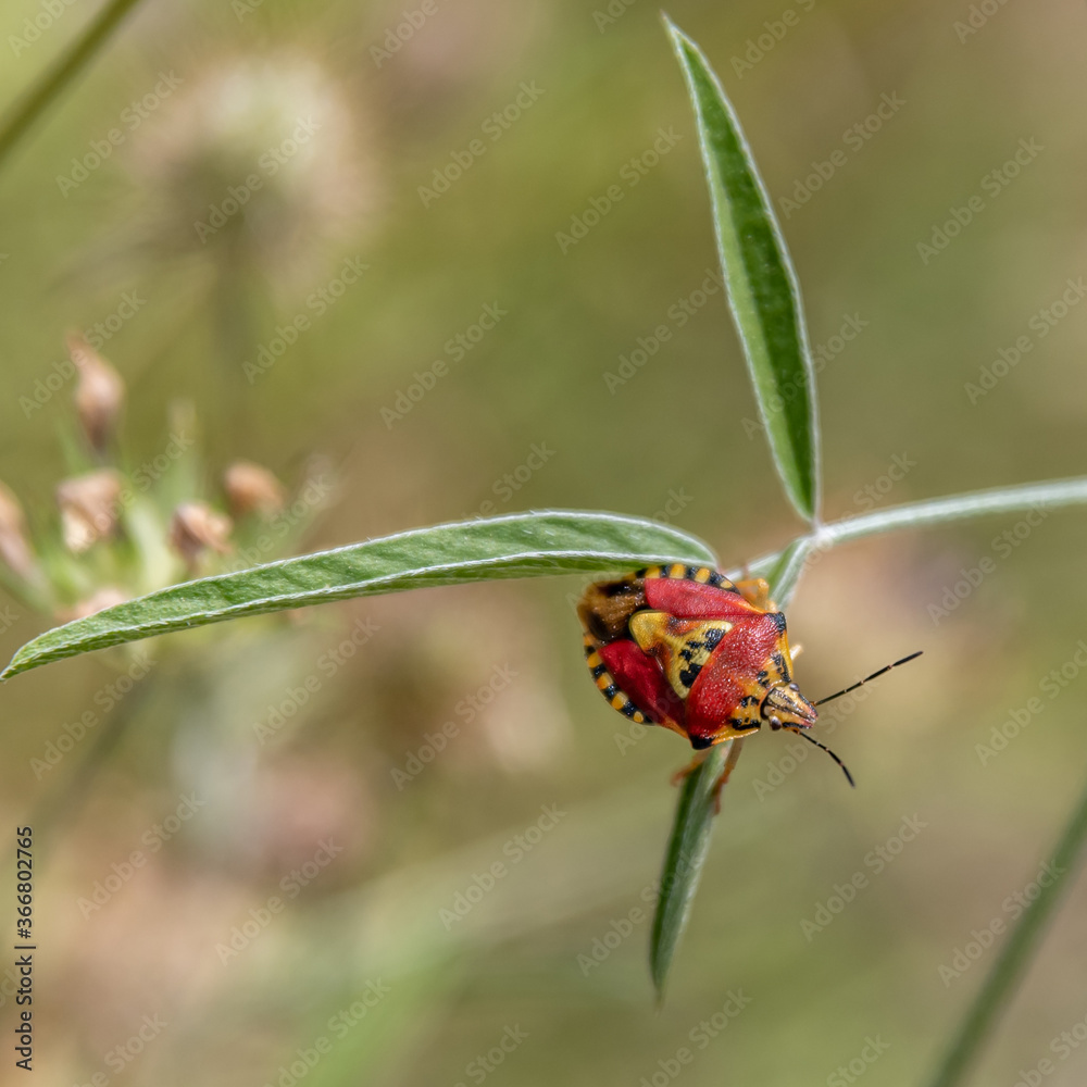 Fototapeta premium Insecte sur une plante