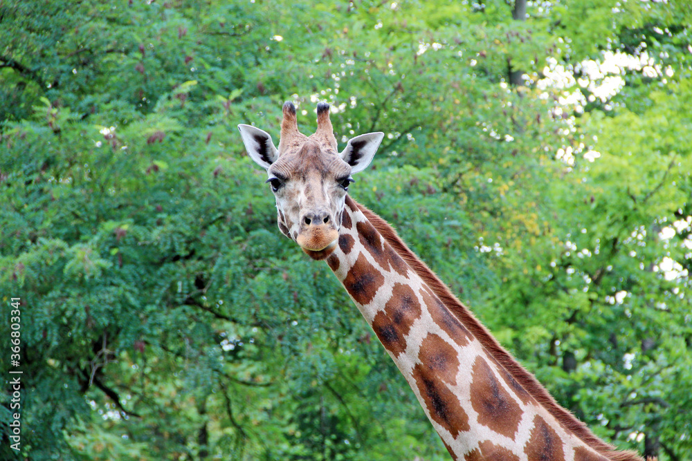 Fototapeta premium head of spotted giraffe on background of green foliage. Tallest animal
