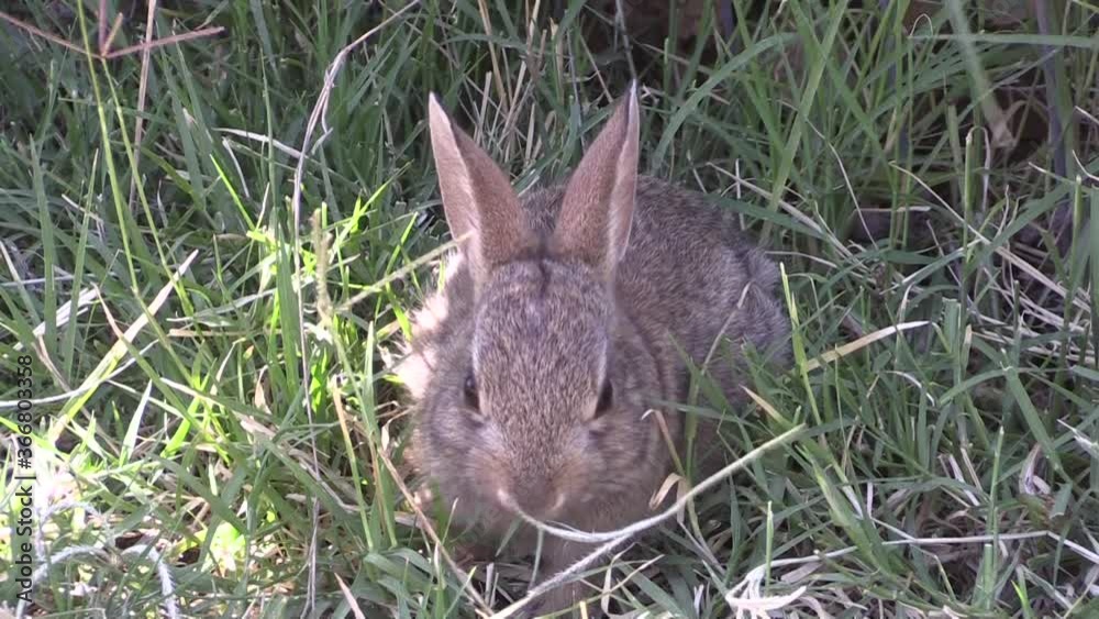 Cute Young Cottontail Rabbit in Summer Cute Young Cottontail Rabbit in Summer