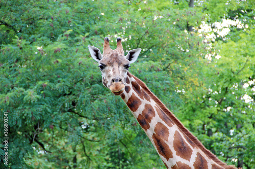 head of spotted giraffe on background of green foliage. Tallest animal © alexmak