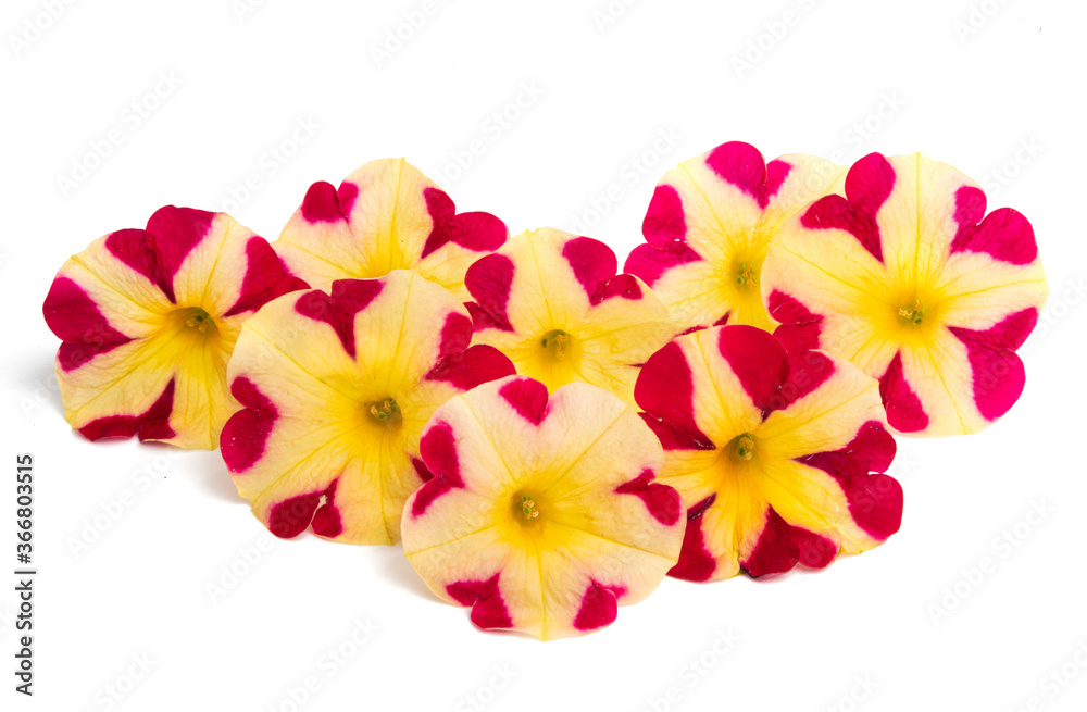 yellow-red petunia isolated