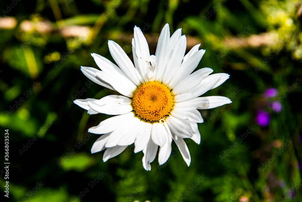 Obraz premium Leucanthemum Vulgare