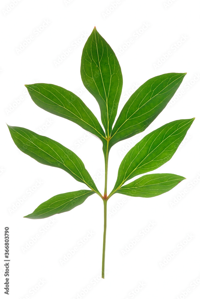 Green peony leaf, back light