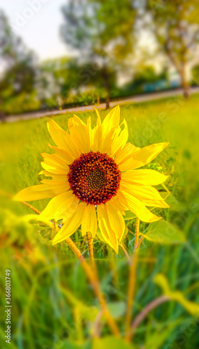 yellow sunflower field