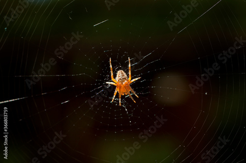 macro of cross spider sitting in cobweb by bright sunlight in front of dark background