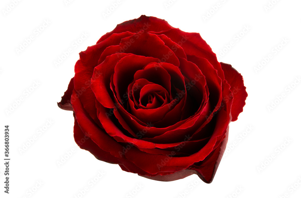 Naklejka premium red rose isolated