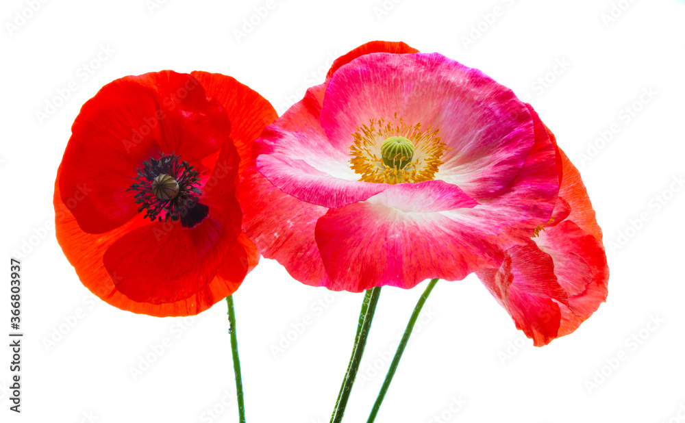 Obraz premium bukiet czerwonych maków na białym tle