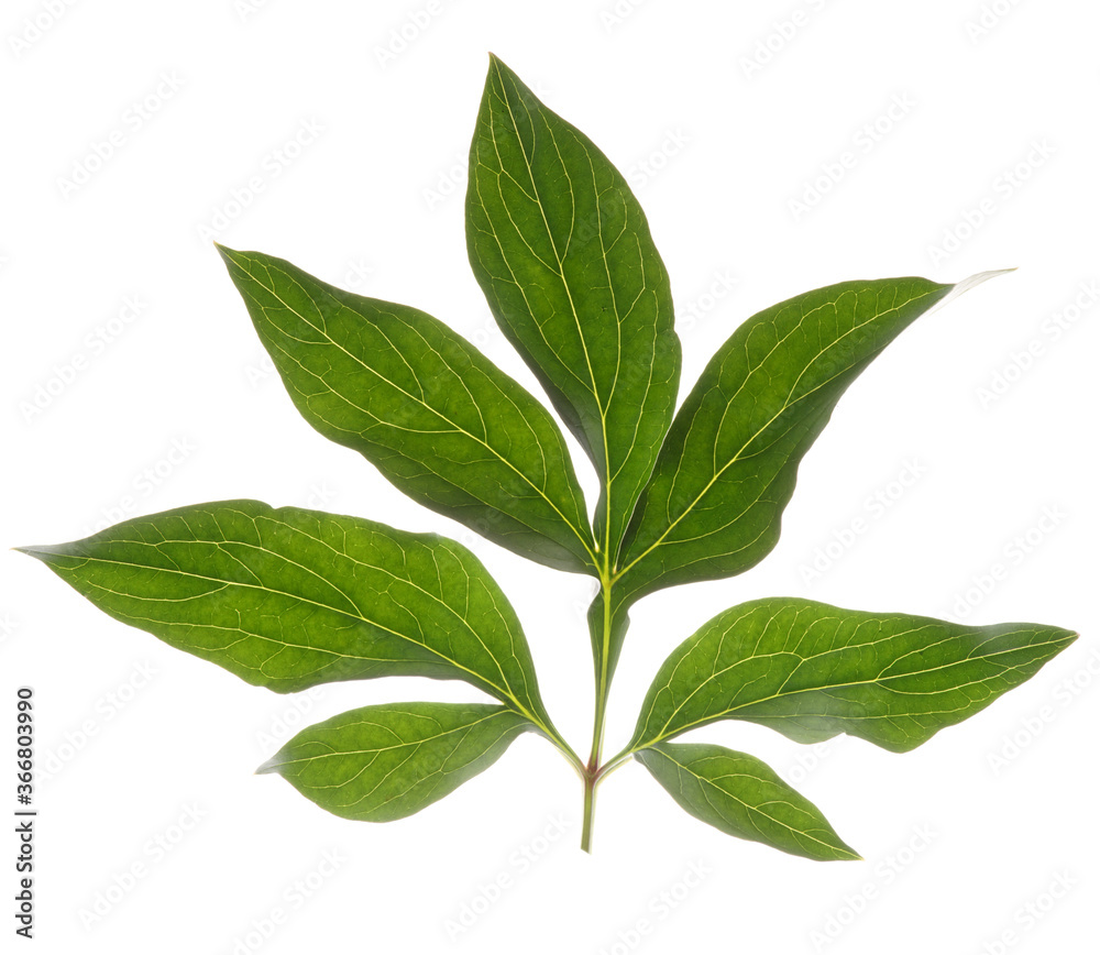 Peony leaf isolated on white Peony leaf isolated on white