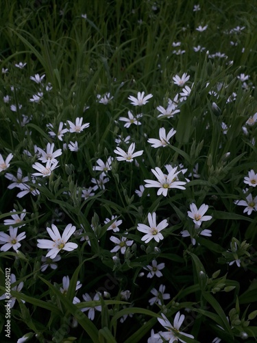 forget me not