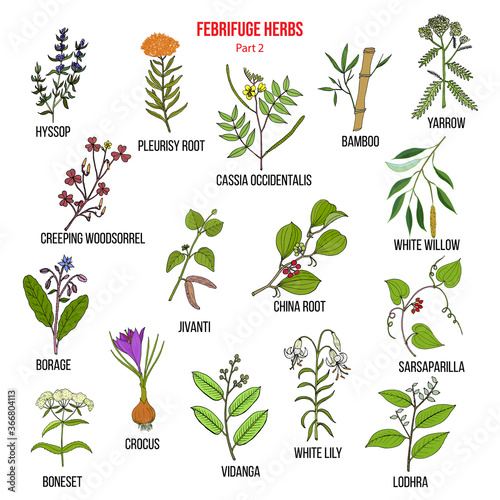 Febrifuge herbs collection. Part 2.