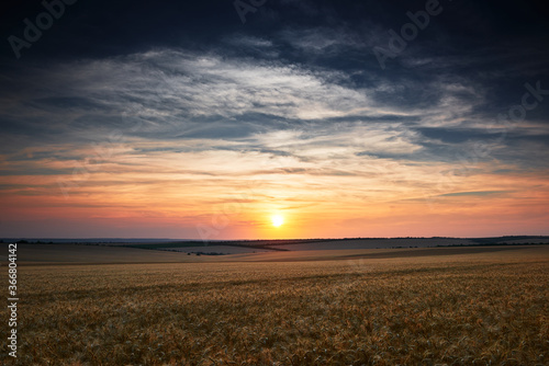 wheat field in a beautiful sunset, sunlight and clouds