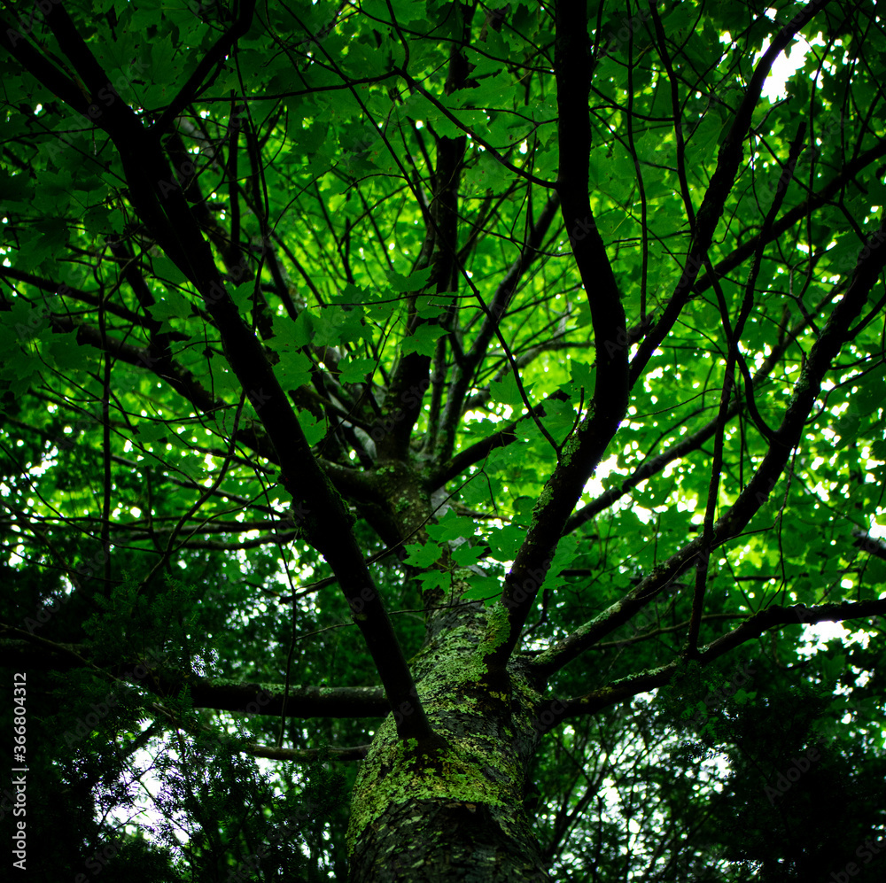 Tree in the forest Tree in the forest