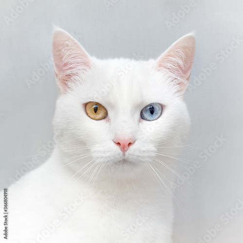 White cat with two different coloured eyes