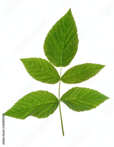 Raspberry leaf shot on white, back light