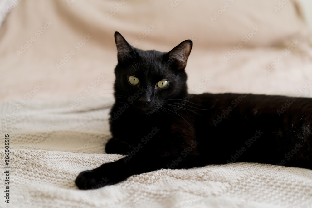 A black cat with green eyes looks with curiosity lying on the sofa at home. The pet is resting comfortably at house. A black cat with green eyes looks with curiosity lying on the sofa at home. The pet is resting comfortably at house.