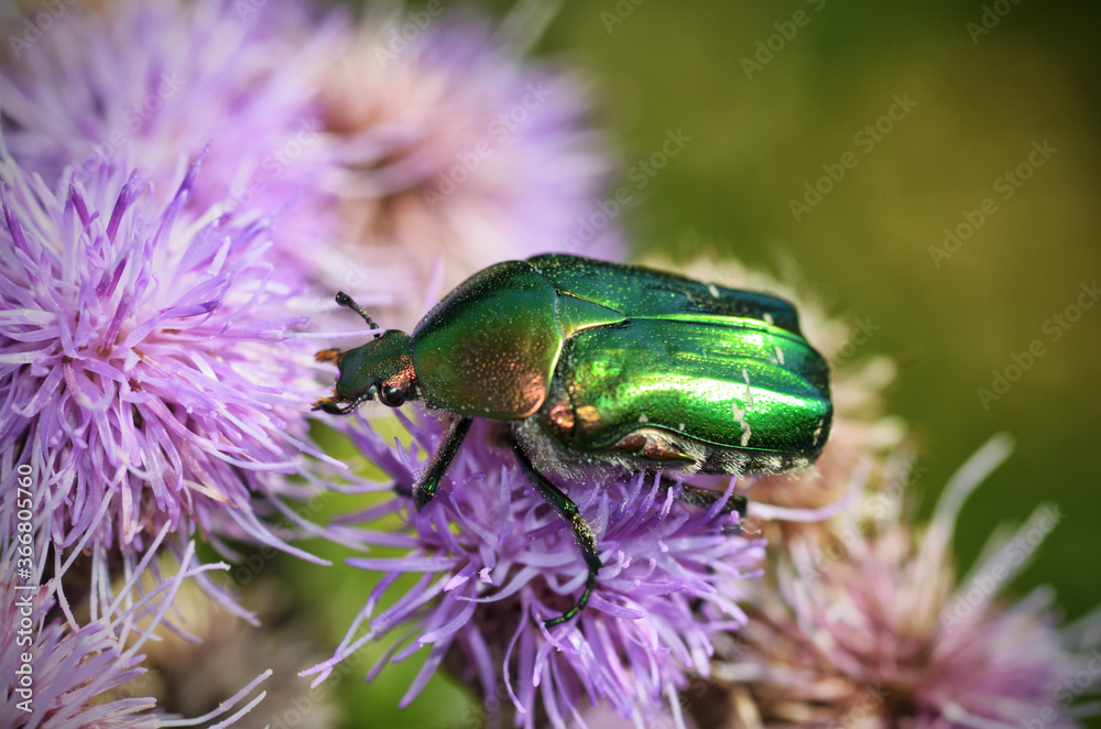 The green beetle collects pollen from the flower.