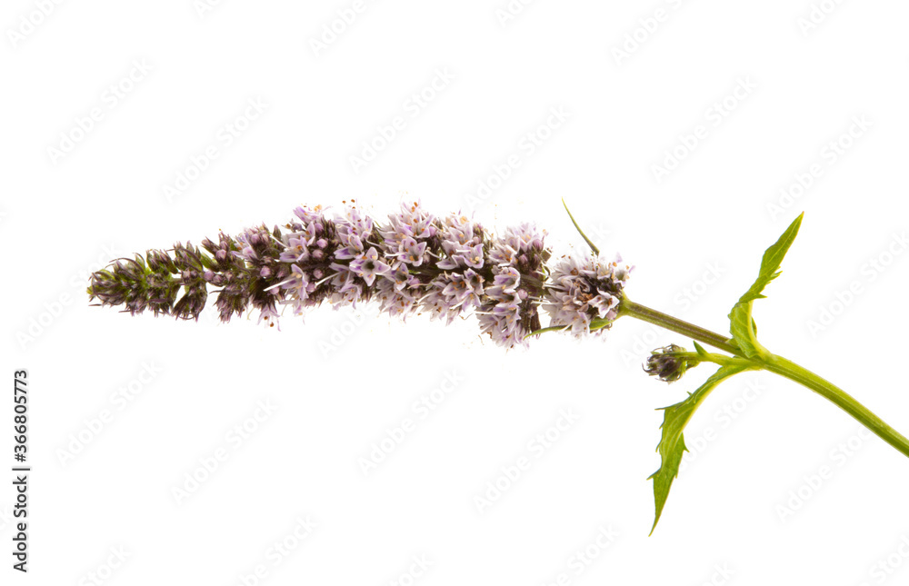blooming mint isolated