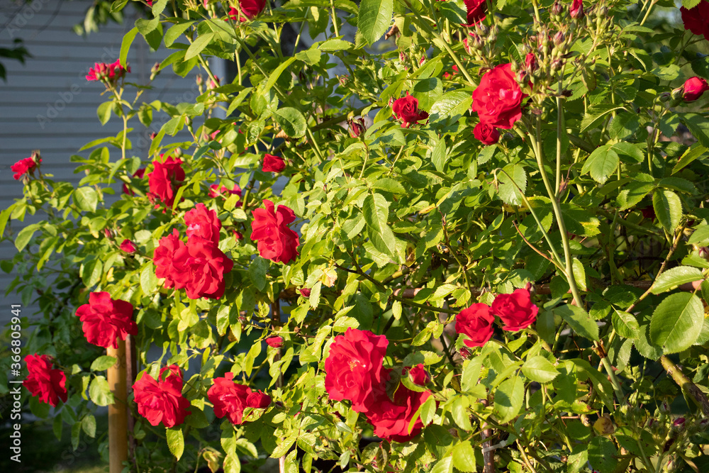 bushes of red roses in the garden