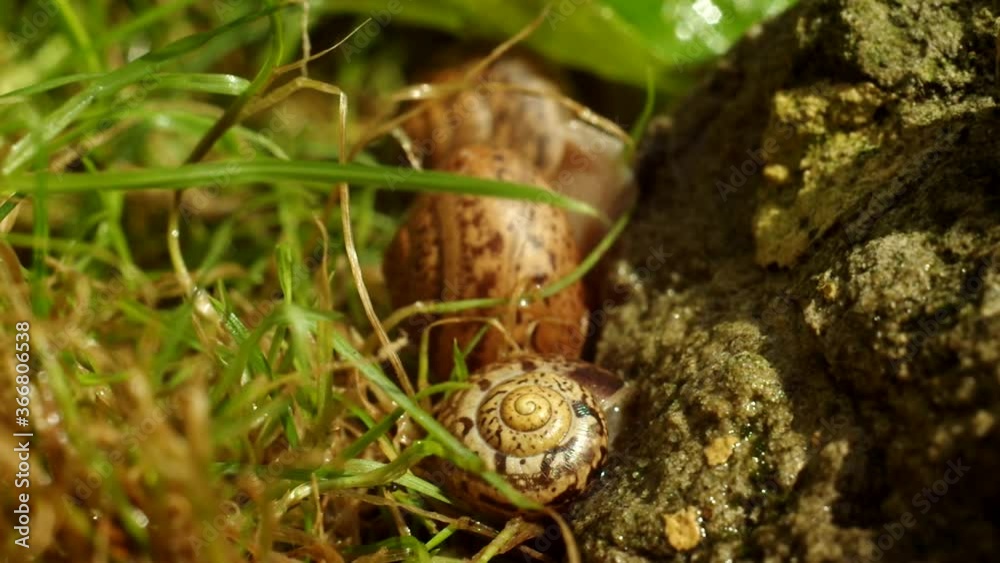 A snail is a gastropod mollusk. Crawling such a crumb, one leg and horns, on a thin blade of grass, a spiral house on the back. On a leaf, a flower, on a stone, on a sand... A snail is a gastropod mollusk. Crawling such a crumb, one leg and horns, on a thin blade of grass, a spiral house on the back. On a leaf, a flower, on a stone, on a sand...