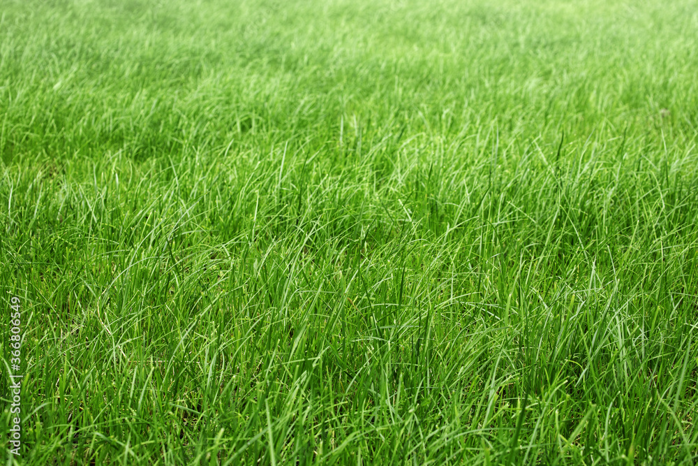 tall green grass in a meadow, pasture, unmown green lawn or lawn tall green grass in a meadow, pasture, unmown green lawn or lawn