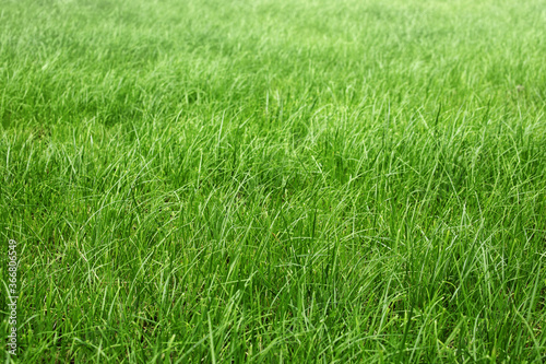 tall green grass in a meadow, pasture, unmown green lawn or lawn © Leka