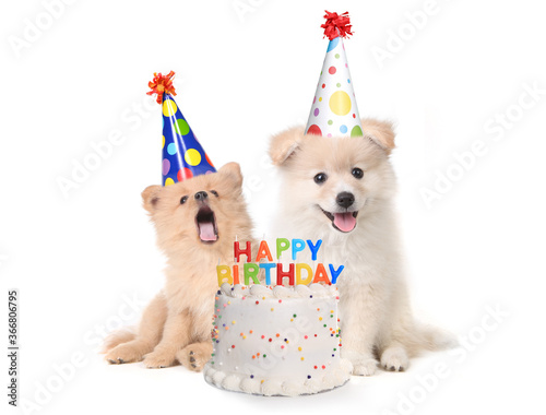 Puppies Singing Happy Birthday Song With Cake