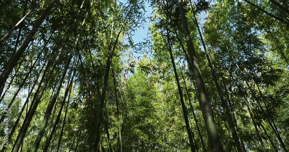 Bamboo forest in Montpellier, Occitanie, France Bamboo forest in Montpellier, Occitanie, France
