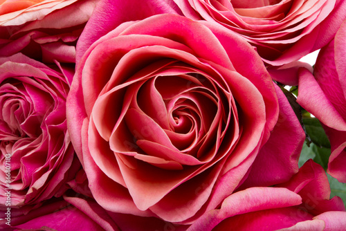 beautiful pink rose isolated