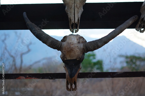 animal skull on a tree
