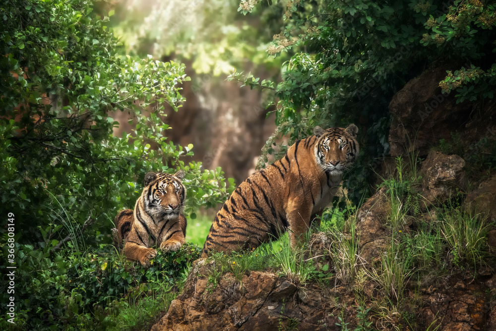 Tigers in forest
