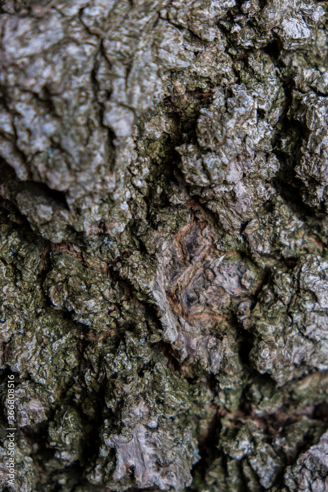 Fototapeta premium hard structured tree skin 